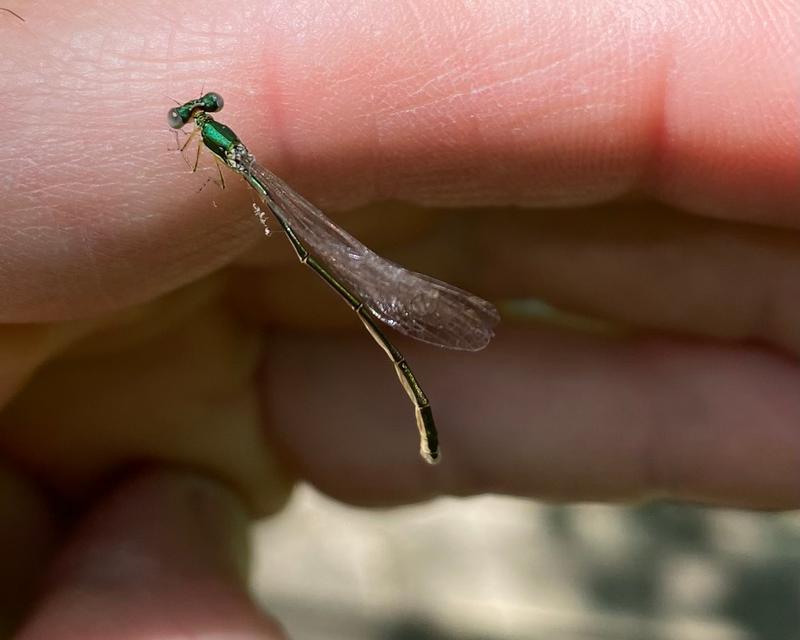 Photo of Sedge Sprite