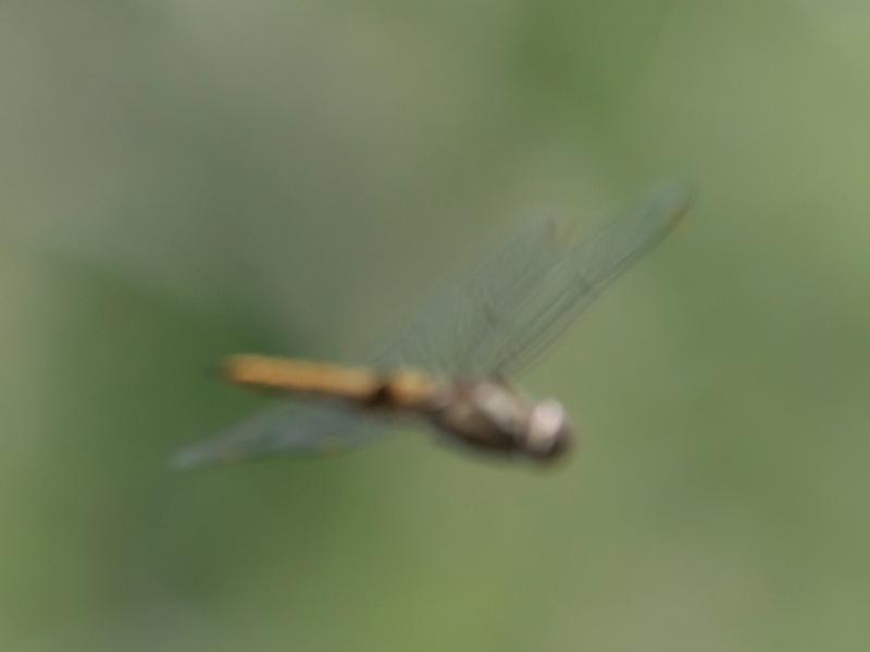 Photo of Spot-winged Glider