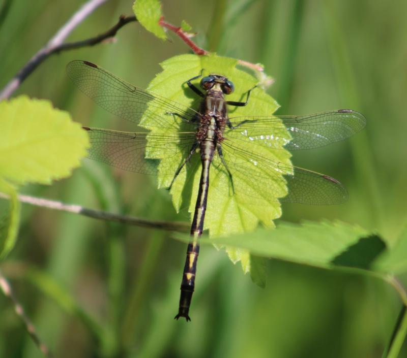 Photo of Dusky Clubtail