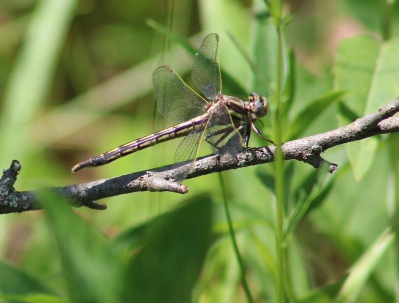 Photo of Dusky Clubtail