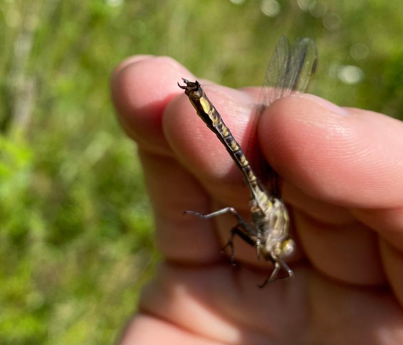 Photo of Dusky Clubtail