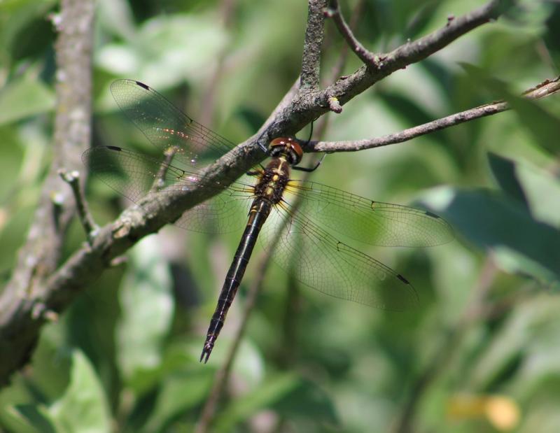 Photo of Brush-tipped Emerald