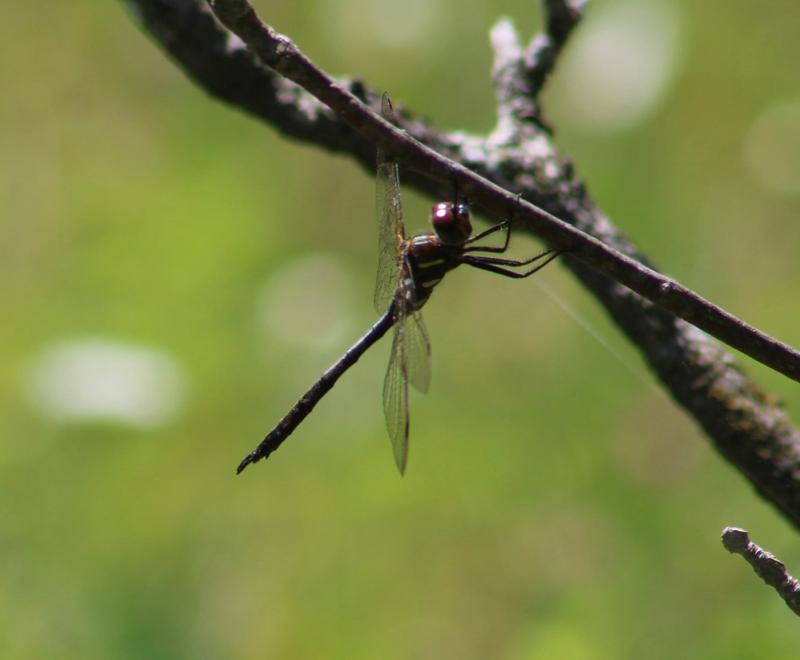 Photo of Brush-tipped Emerald