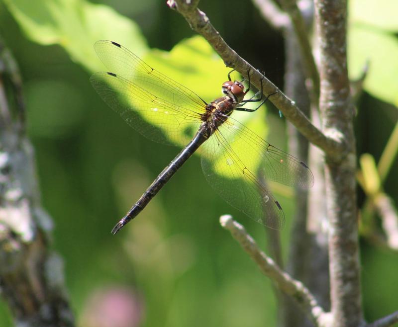 Photo of Brush-tipped Emerald