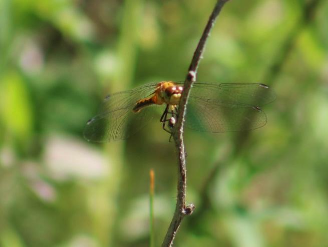 Photo of White-faced Meadowhawk