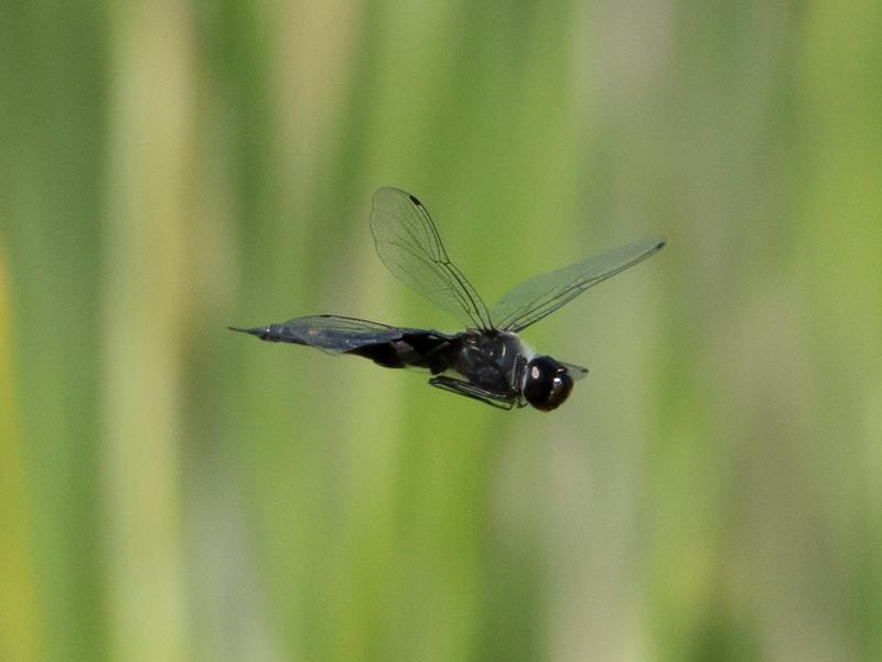 Photo of Black Saddlebags