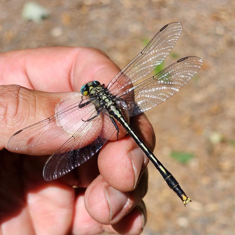 Photo of Lilypad Clubtail