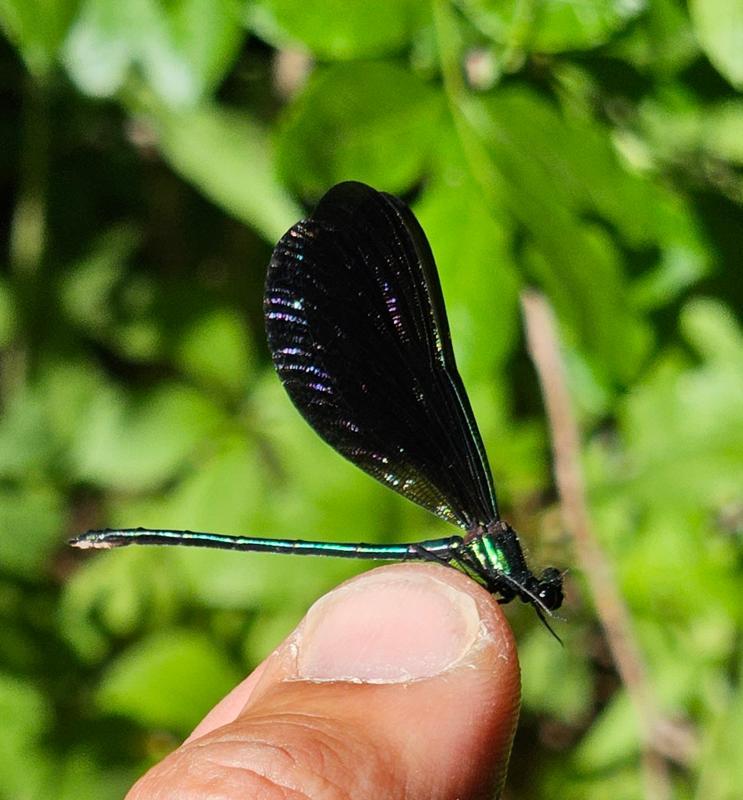 Photo of Ebony Jewelwing