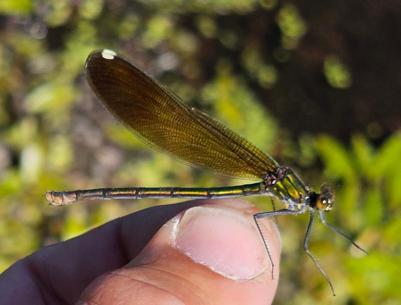 Photo of River Jewelwing