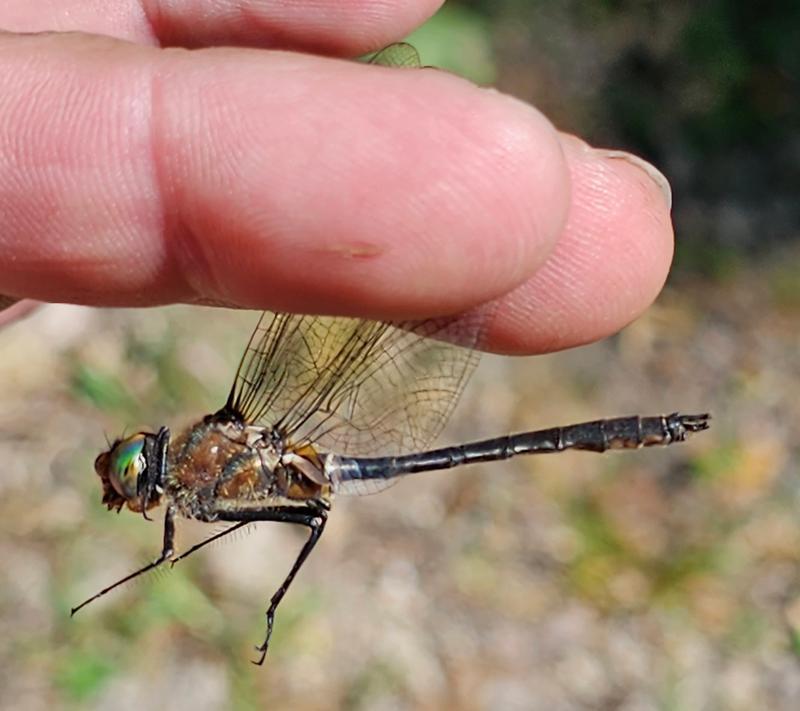 Photo of American Emerald