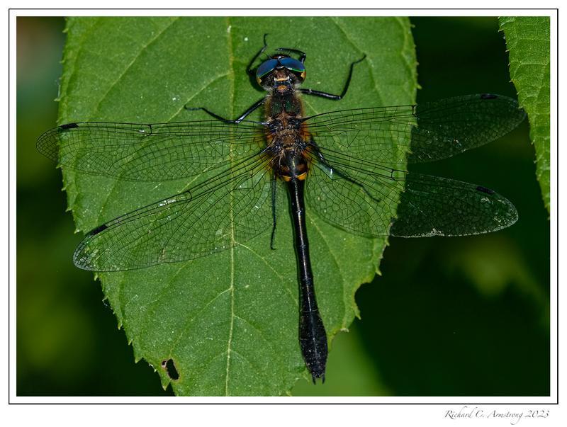 Photo of Racket-tailed Emerald