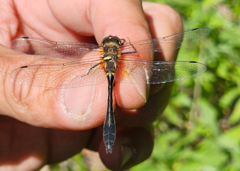 Photo of Racket-tailed Emerald