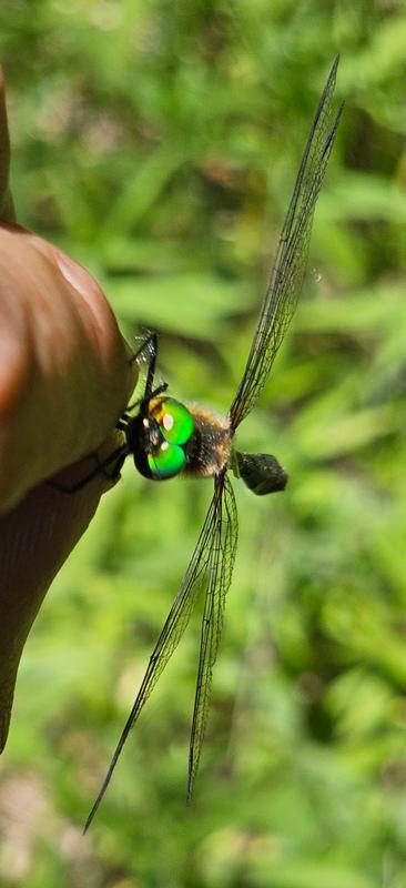 Photo of Racket-tailed Emerald