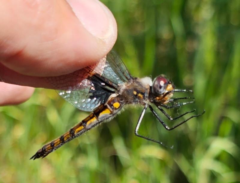 Photo of Common Baskettail