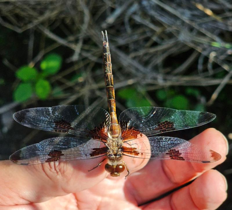 Photo of Prince Baskettail