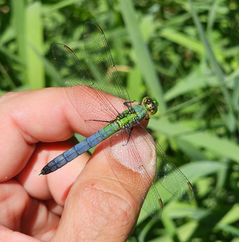 Photo of Eastern Pondhawk