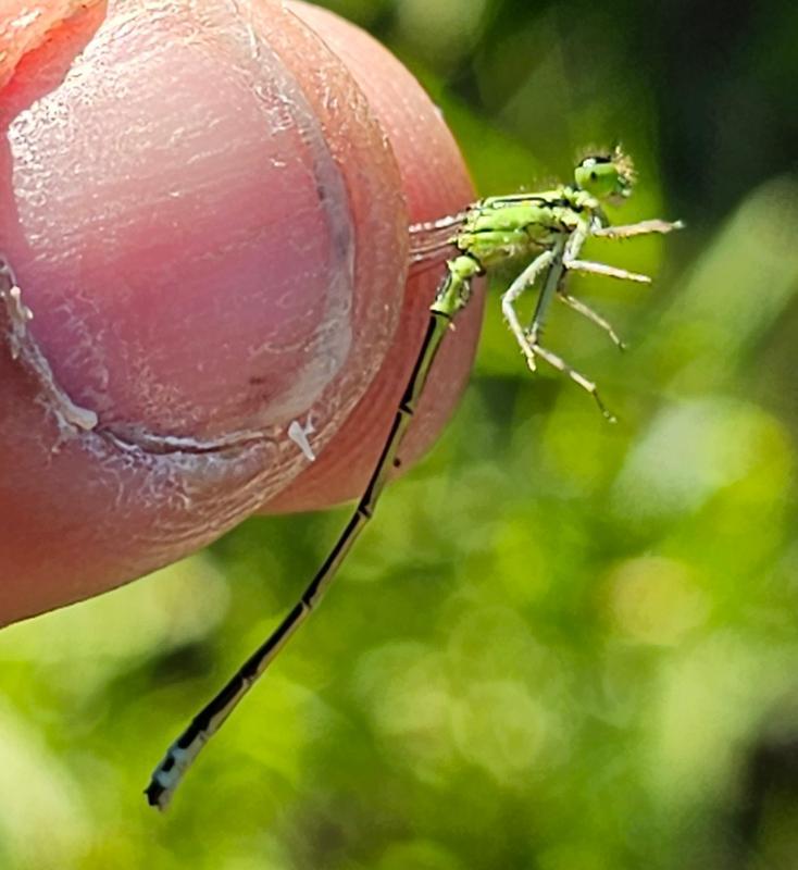 Photo of Eastern Forktail