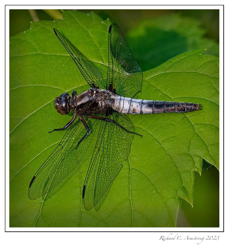 Photo of Chalk-fronted Corporal