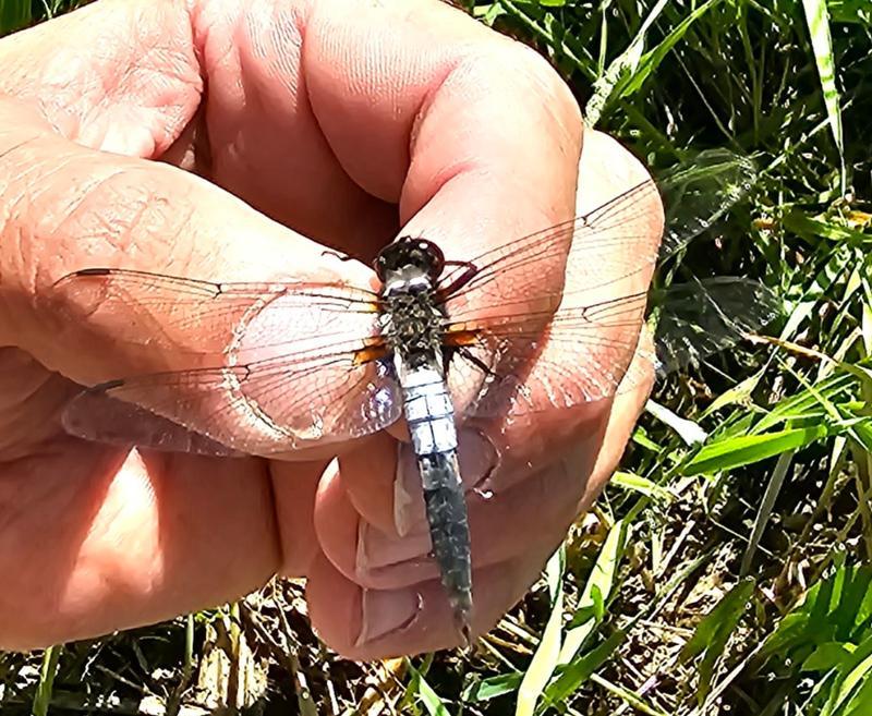 Photo of Chalk-fronted Corporal