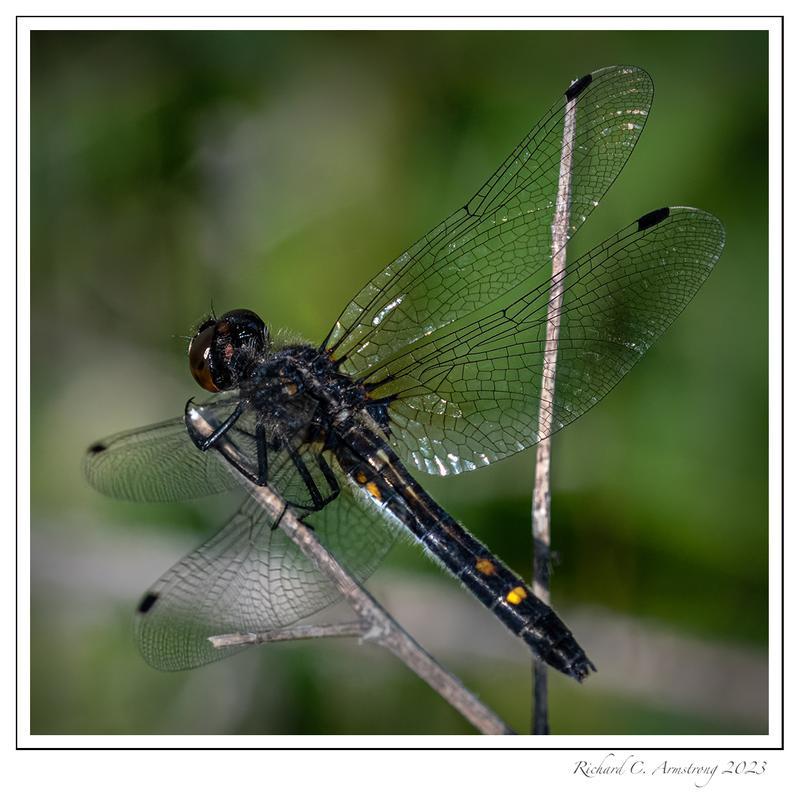 Photo of Dot-tailed Whiteface