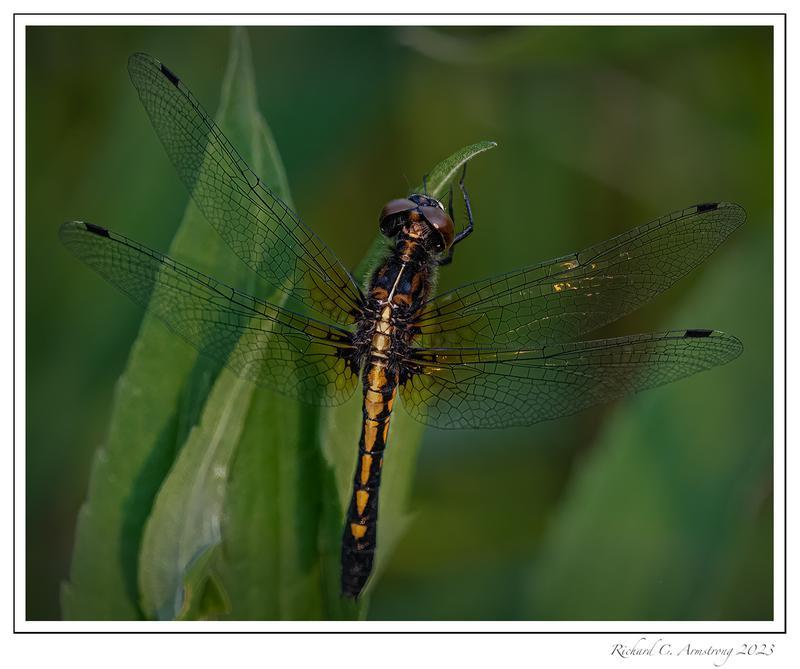 Photo of Dot-tailed Whiteface
