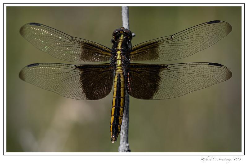 Photo of Widow Skimmer