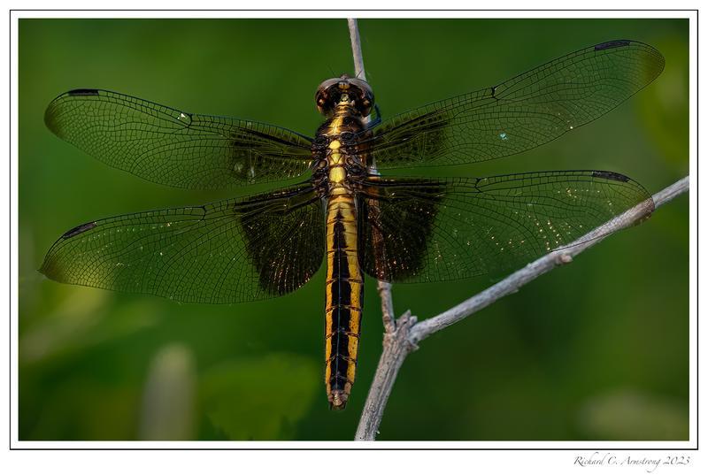 Photo of Widow Skimmer
