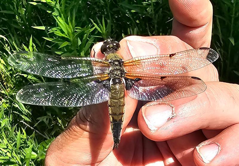 Photo of Four-spotted Skimmer