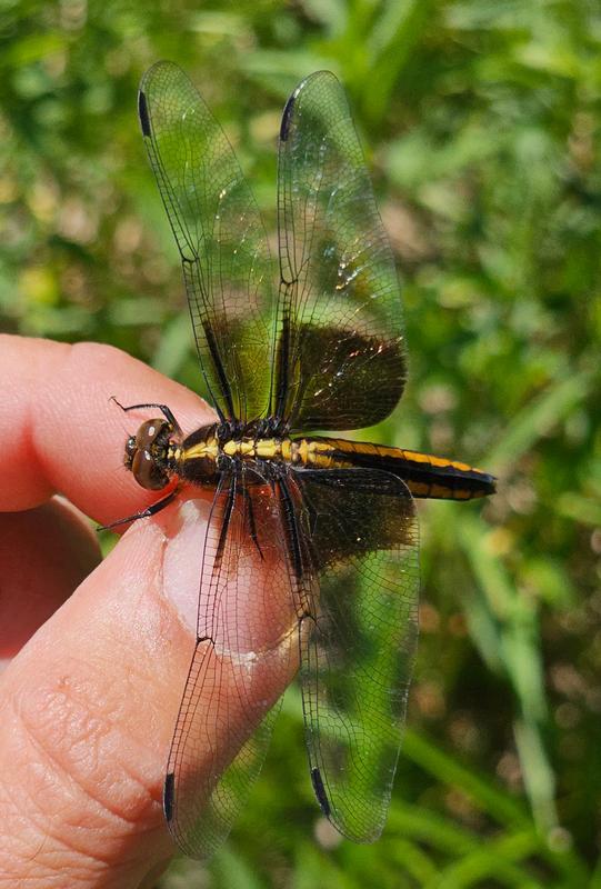 Photo of Widow Skimmer