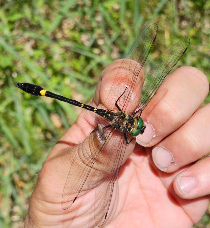 Photo of Swift River Cruiser (Illinois River Cruiser ssp.)