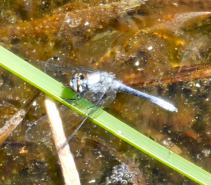 Photo of Elfin Skimmer