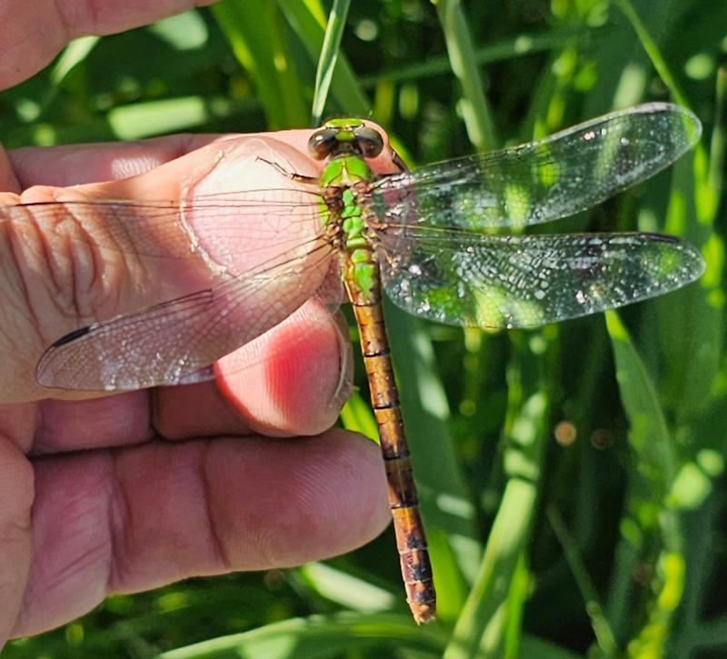 Photo of Rusty Snaketail