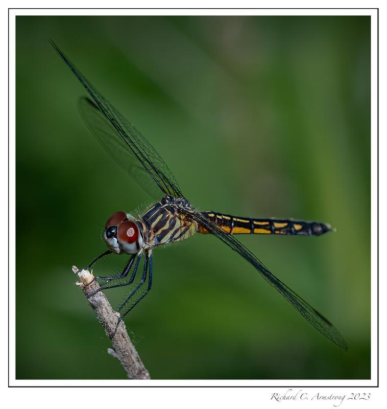 Photo of Blue Dasher