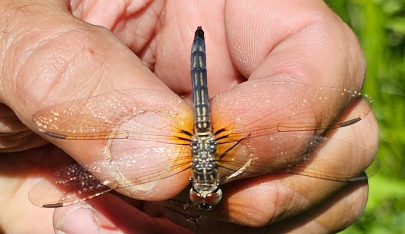 Photo of Blue Dasher