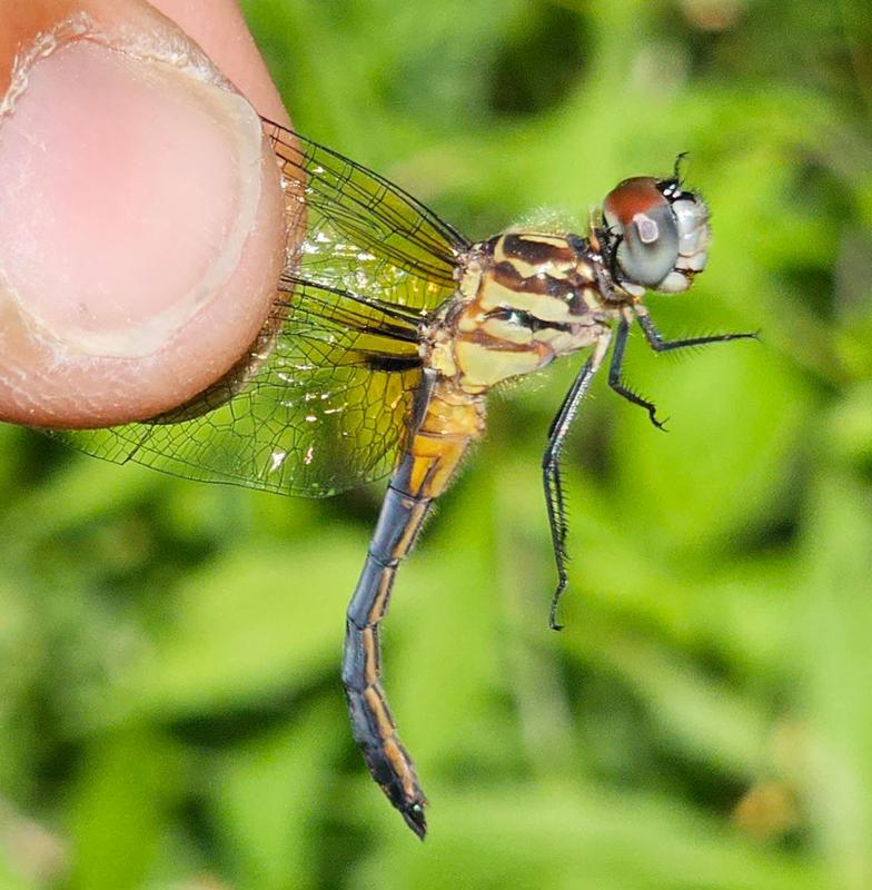 Photo of Blue Dasher