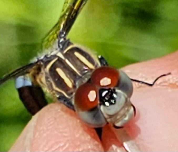 Photo of Blue Dasher