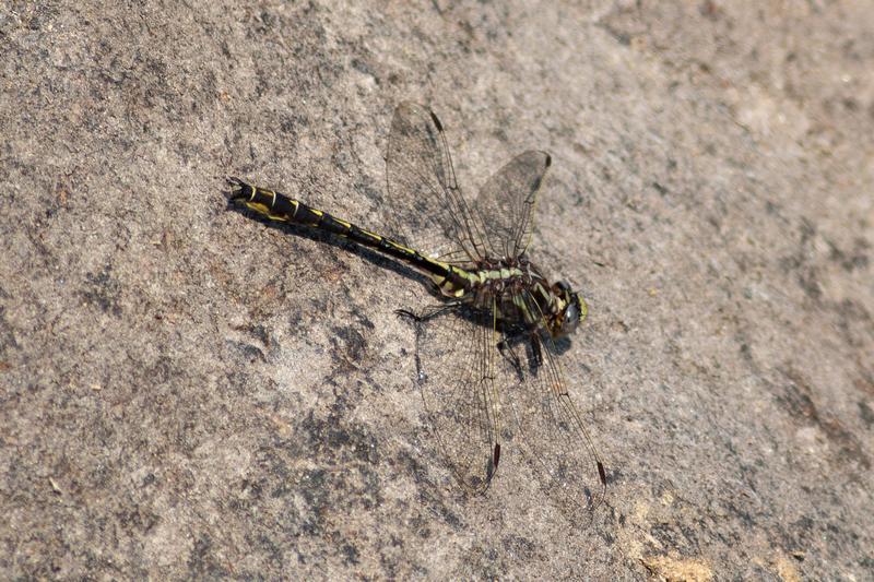 Photo of Ashy Clubtail