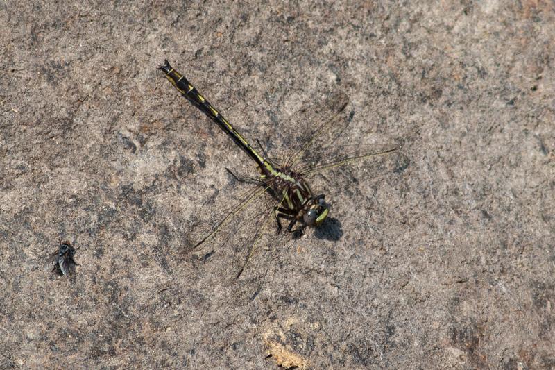 Photo of Ashy Clubtail