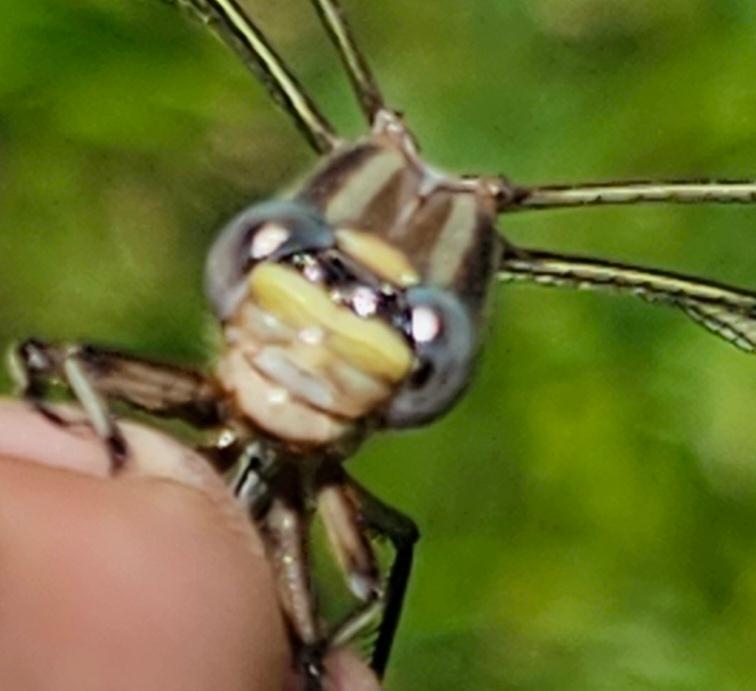 Photo of Ashy Clubtail