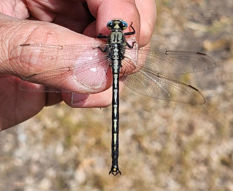 Photo of Horned Clubtail