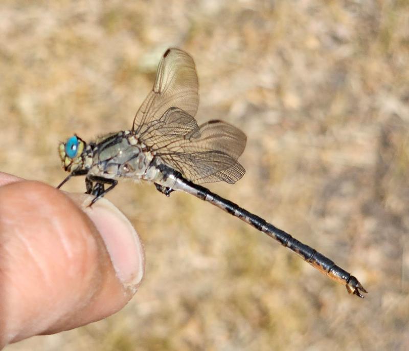 Photo of Horned Clubtail