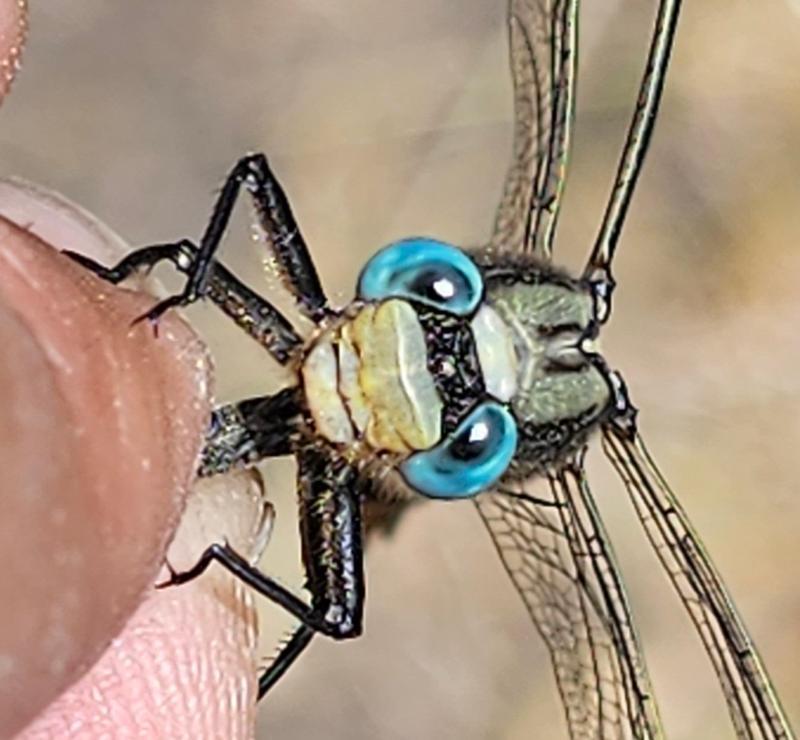 Photo of Horned Clubtail