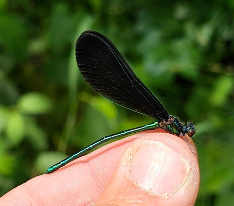 Photo of Ebony Jewelwing