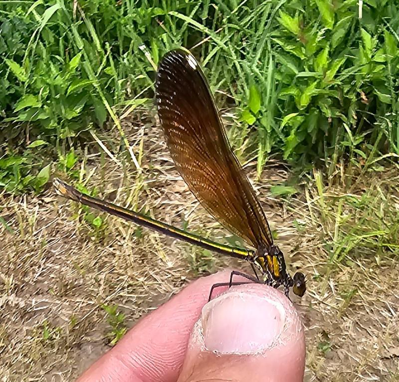 Photo of River Jewelwing