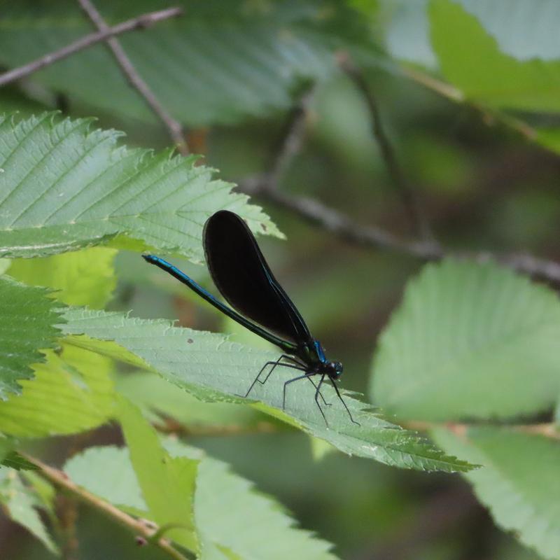 Photo of Ebony Jewelwing