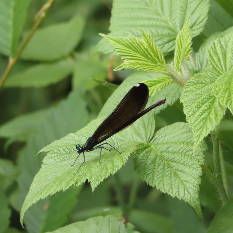 Photo of Ebony Jewelwing