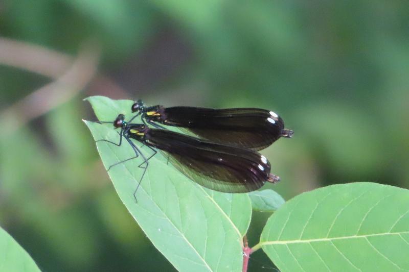 Photo of Ebony Jewelwing