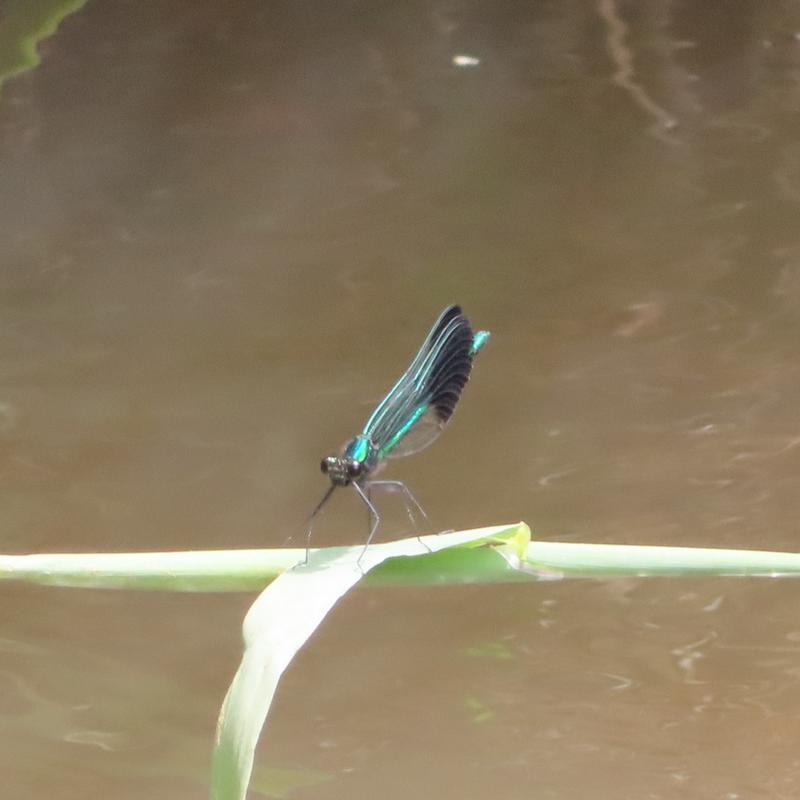 Photo of River Jewelwing