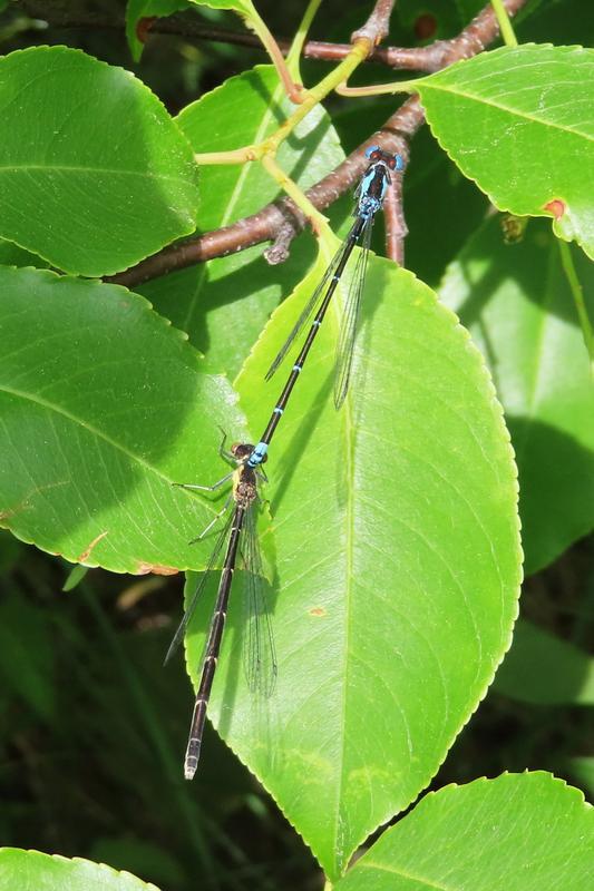 Photo of Aurora Damsel