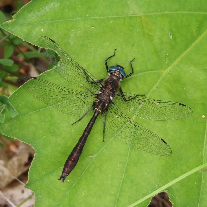 Photo of American Emerald